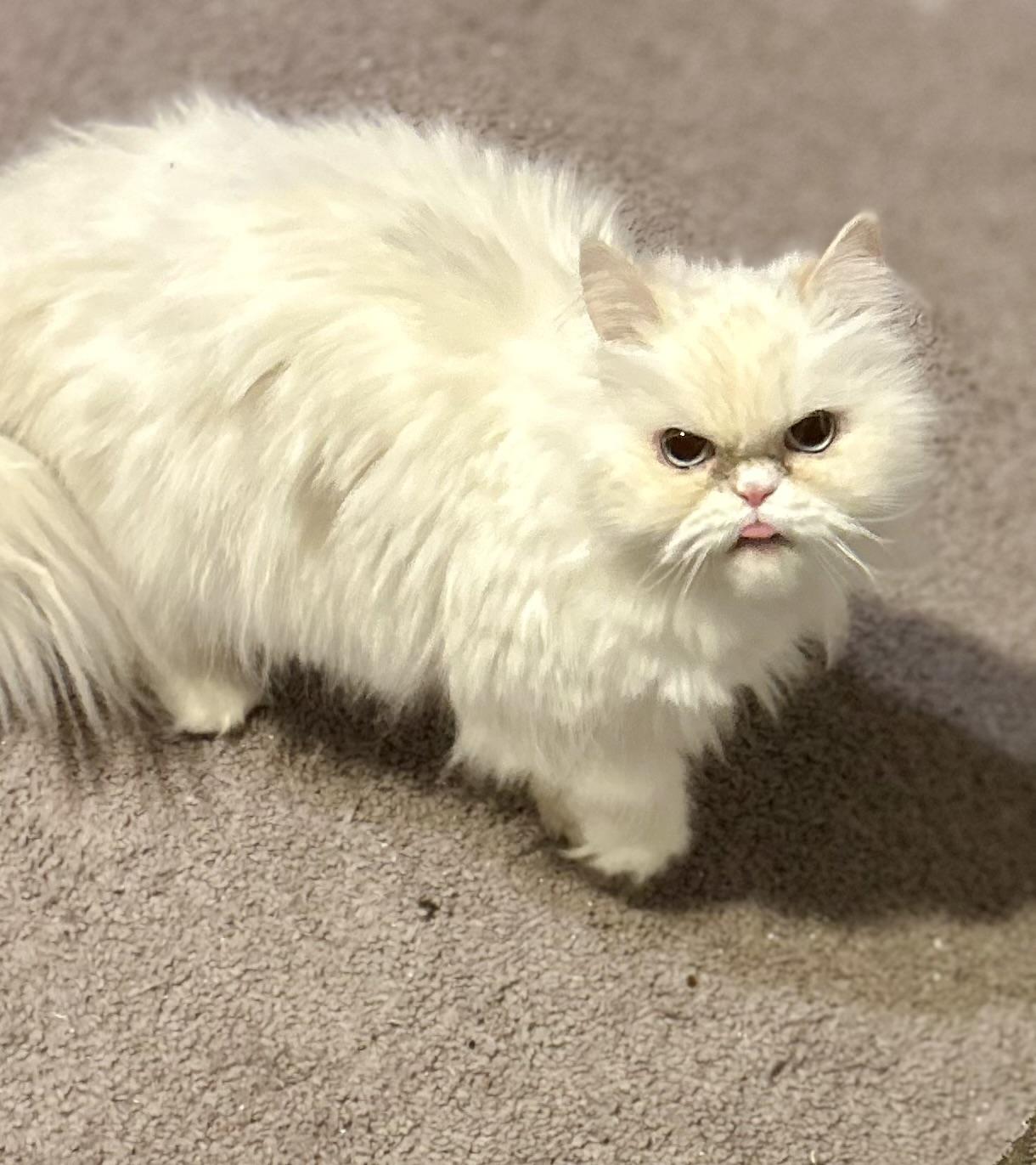 Lola, adopted, Adult Female Persian.