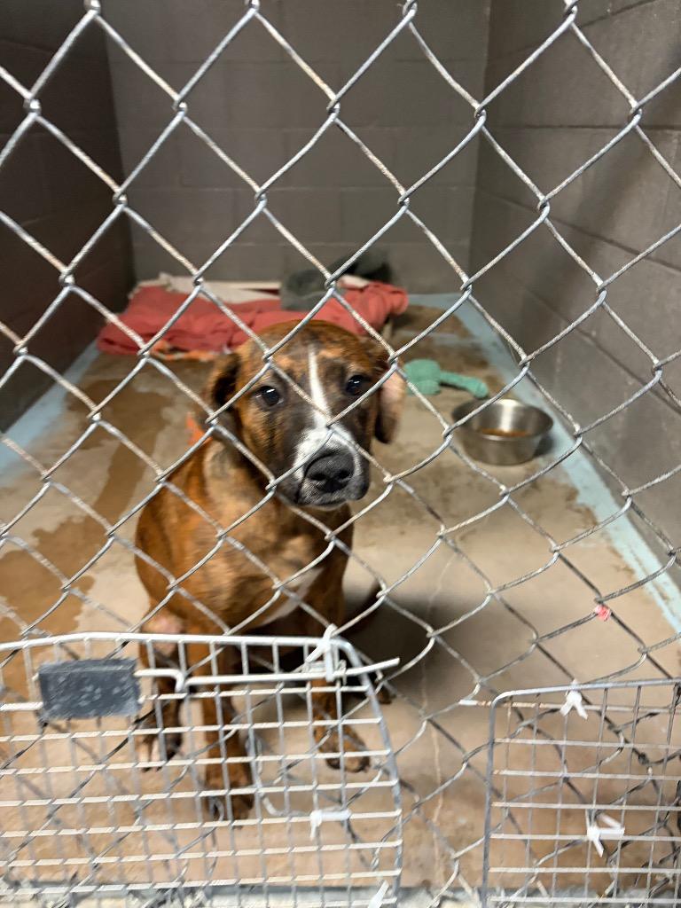 Bree, Adoptable, Puppy Female Boxer & Plott Hound.