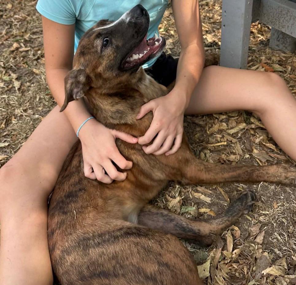 Enlarge Bree, a Adoptable mixed breed in Ada, OK image 2/3