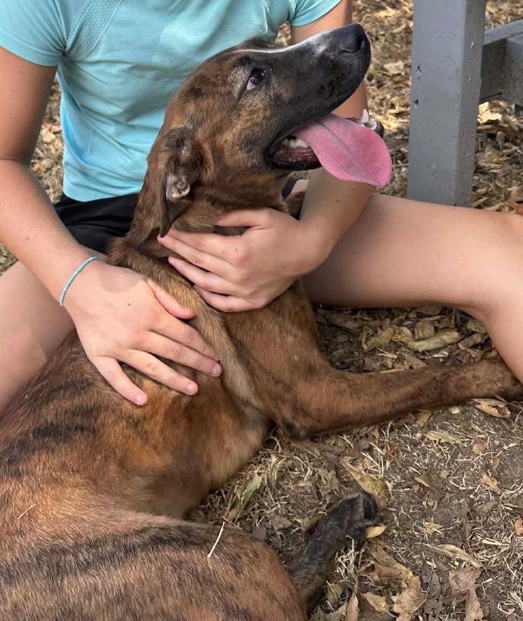 Enlarge Bree, a Adoptable mixed breed in Ada, OK image 3/3