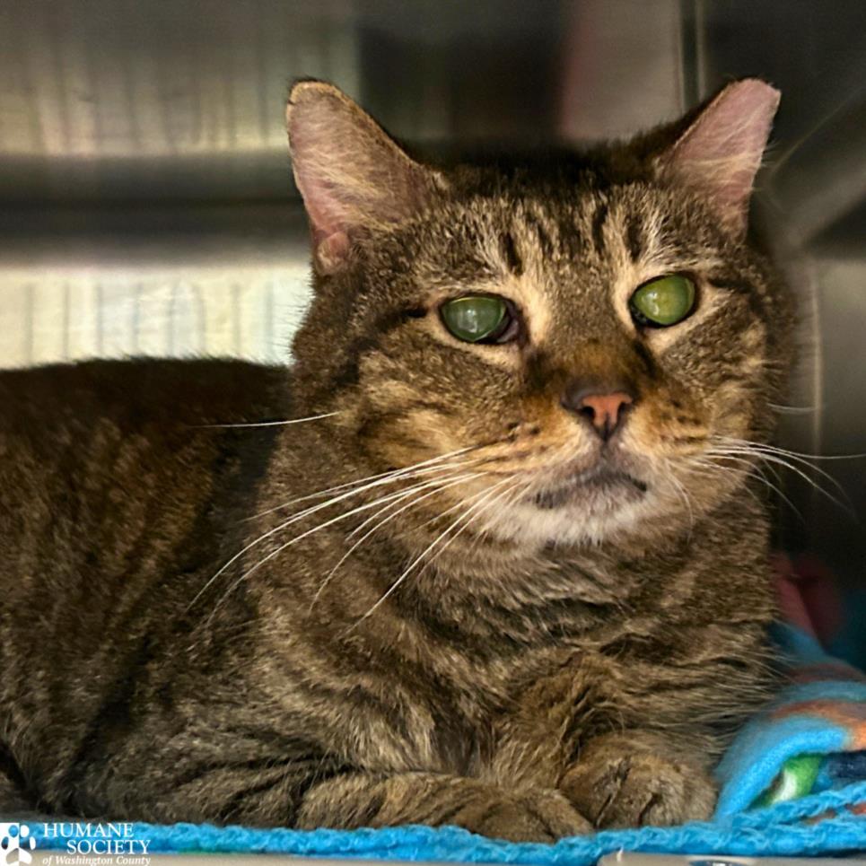 Enlarge TIGGS, a Adoptable Domestic Short Hair in Hagerstown, MD image 1/1