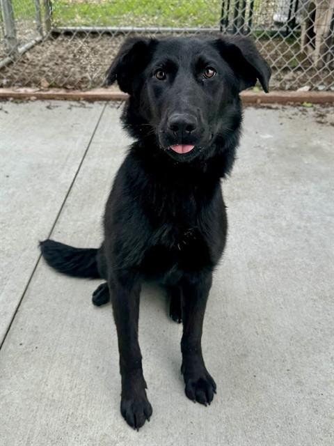 AZULA, Adoptable, Young Female German Shepherd Dog.