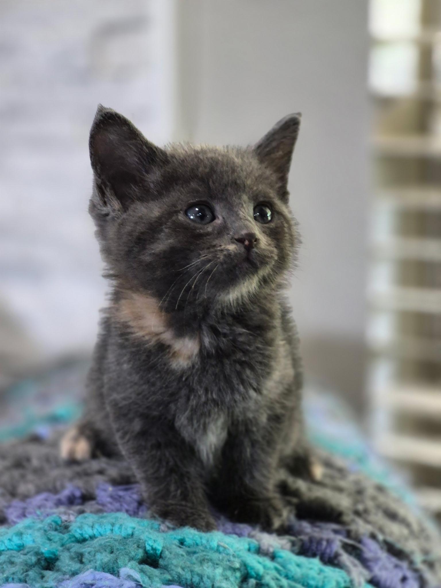 Georgia, ADOPTABLE, Kitten Female Tortoiseshell & Domestic Short Hair.