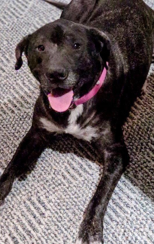 Star, Adoptable, Adult Female Boxer & Terrier.