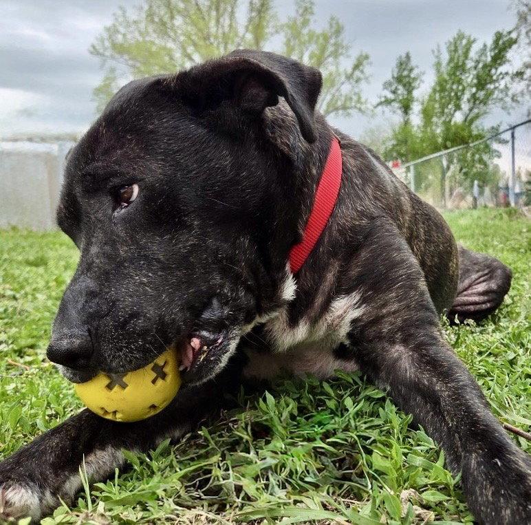 Enlarge Star, a Adoptable mixed breed in Omaha, NE image 2/3