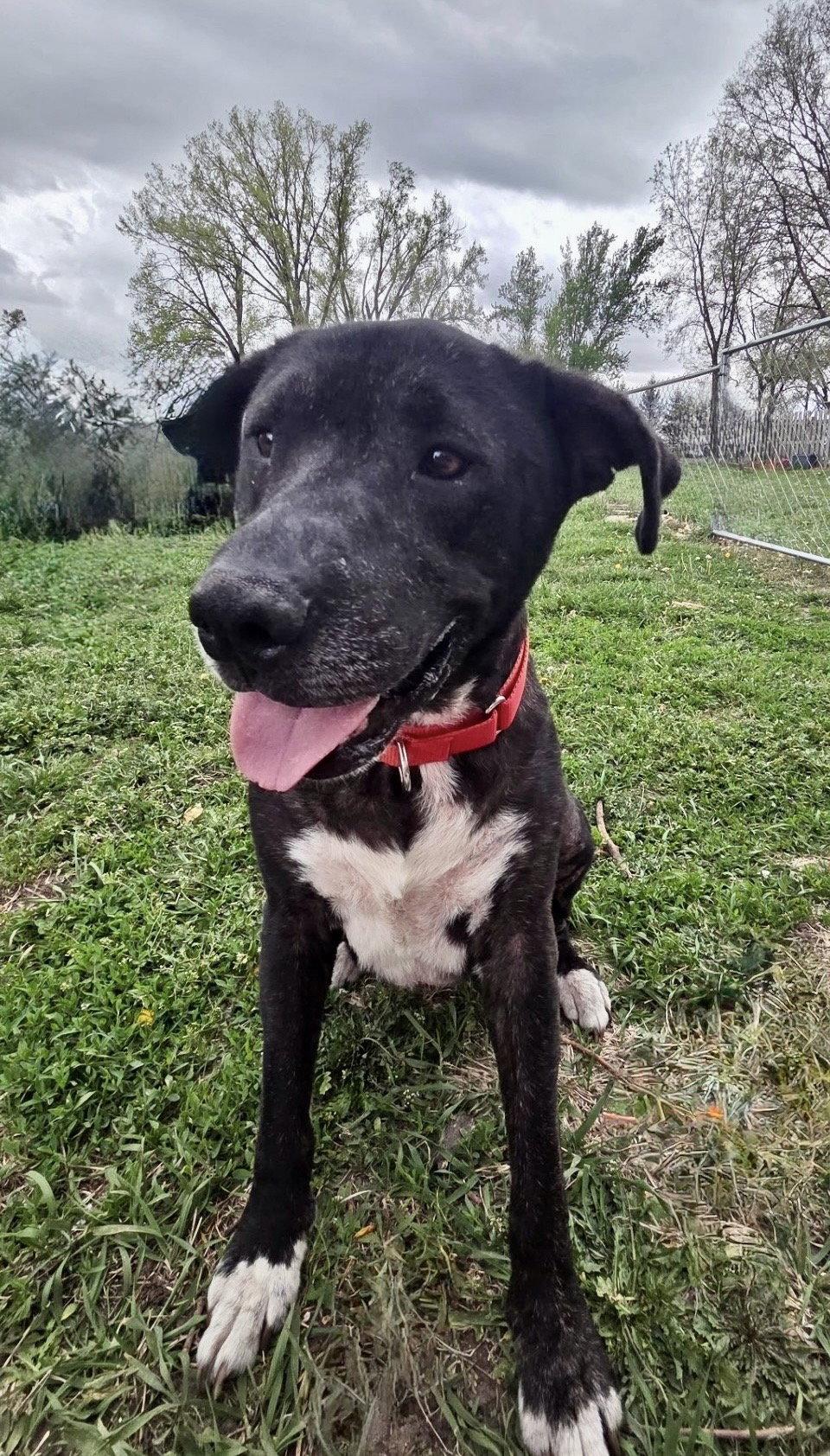 Enlarge Star, a Adoptable mixed breed in Omaha, NE image 3/3