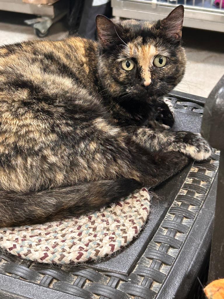 Enlarge Possie, a Adoptable mixed breed in New Manchester, WV image 1/6