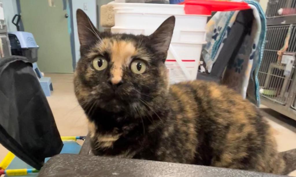 Enlarge Possie, a Adoptable mixed breed in New Manchester, WV image 2/6