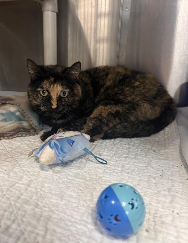 POSSIE, Adoptable, Adult Female Domestic Short Hair.