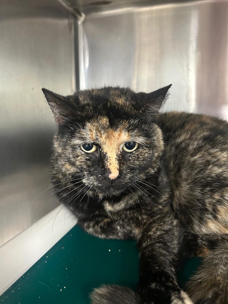 POSSIE, a Adoptable mixed breed in New Manchester, WV image 1/2