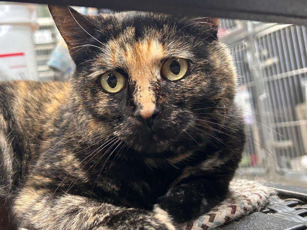 Enlarge Possie, a Adoptable mixed breed in New Manchester, WV image 4/6