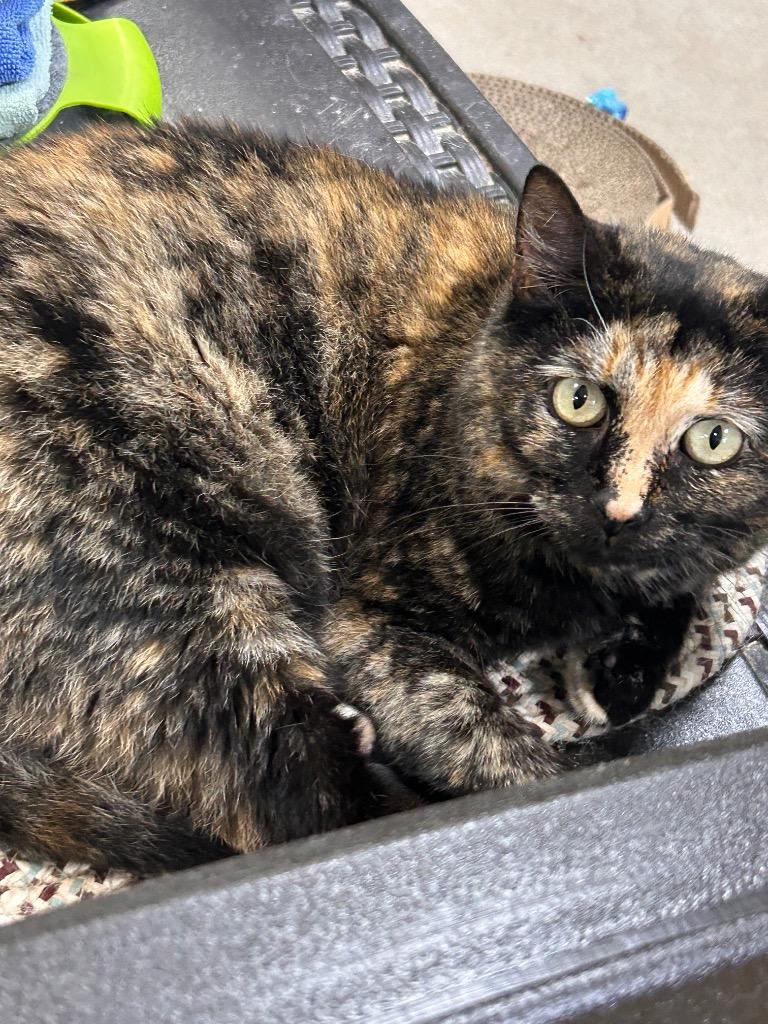 Enlarge Possie, a Adoptable mixed breed in New Manchester, WV image 5/6