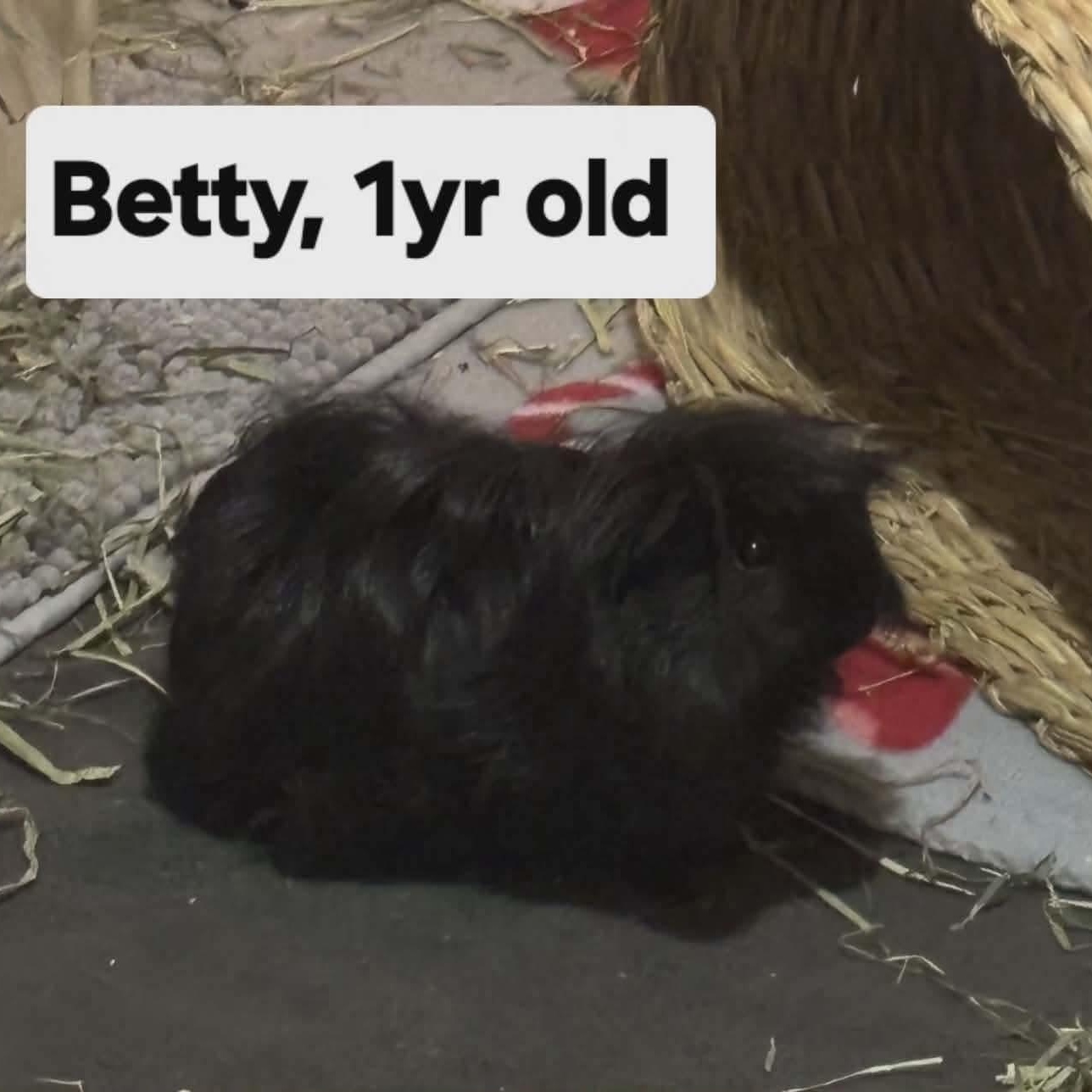 Betty, adopted, Adult Female Guinea Pig.