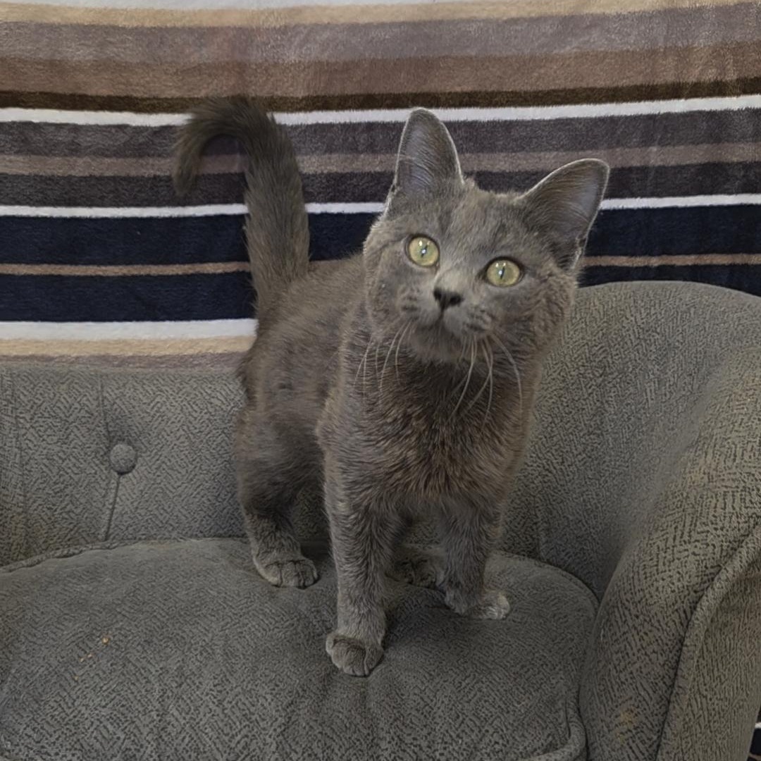 Dottie, adopted, Kitten Female Domestic Short Hair.