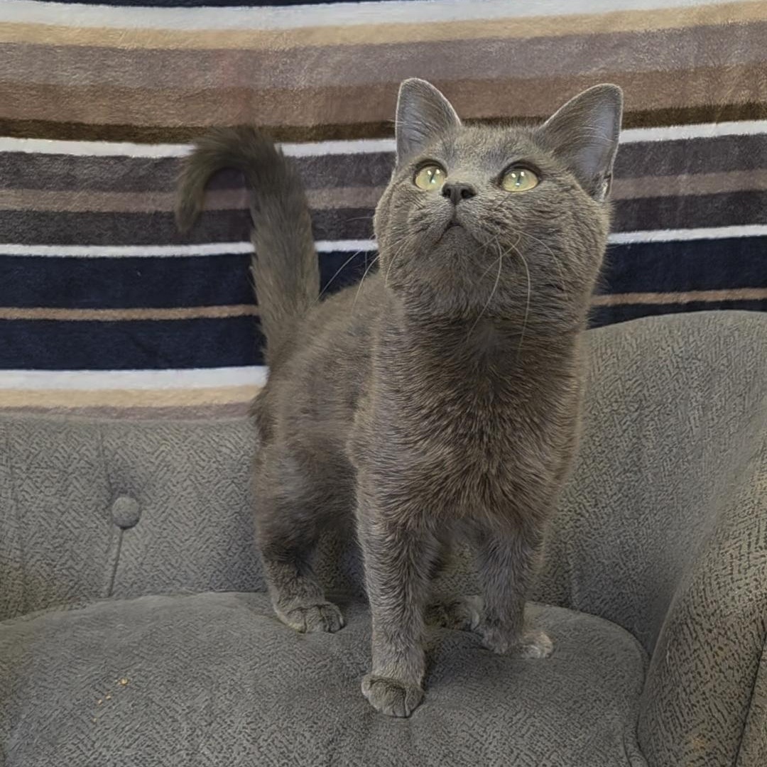 Dottie, an adopted Domestic Short Hair in Red Wing, MN image 3/3