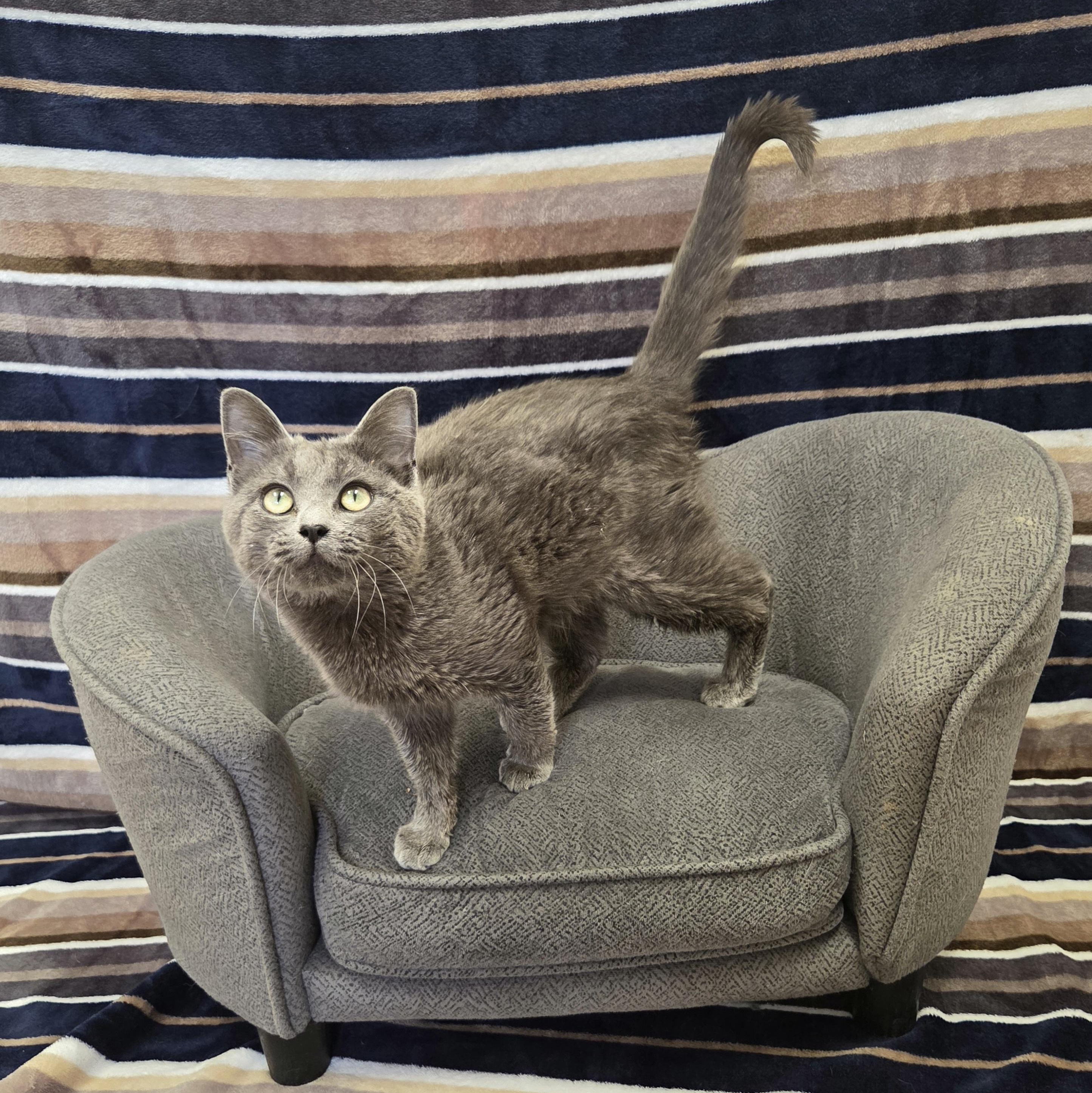 Dottie, adoptable, Young Female Domestic Short Hair.