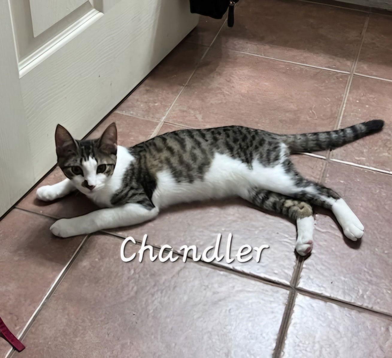 Enlarge Chandler #mr-bright-eyes, a Adoptable Tabby in Houston, TX image 1/3