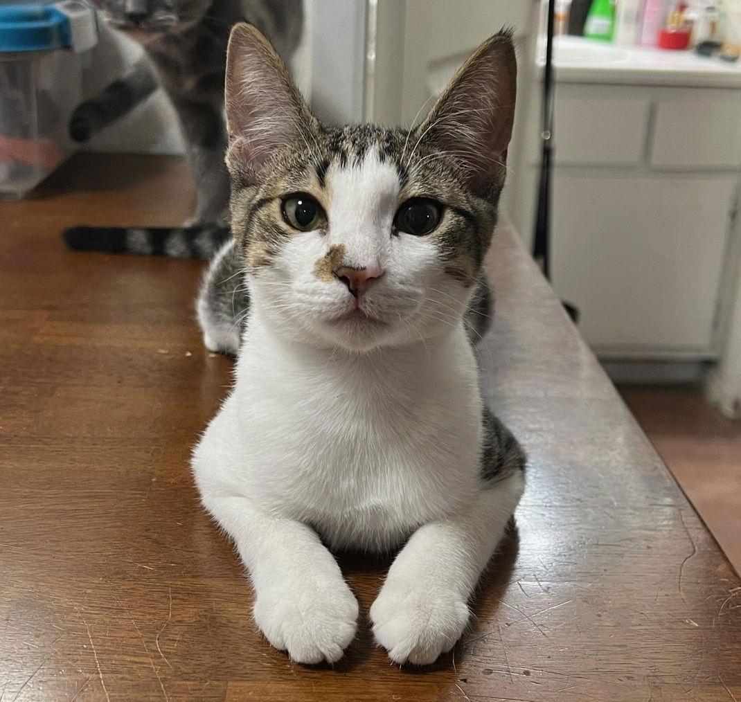 Enlarge Chandler #mr-bright-eyes, a Adoptable Tabby in Houston, TX image 3/3