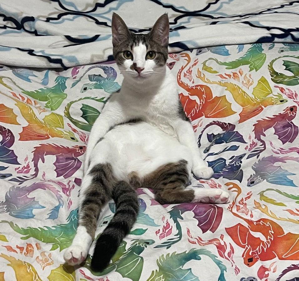 Enlarge Chandler #mr-bright-eyes, a Adoptable Tabby in Houston, TX image 5/6