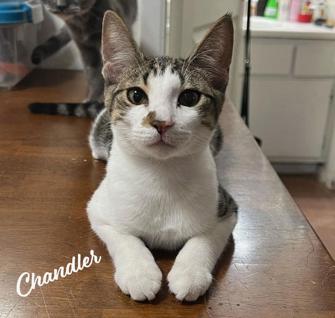 Chandler #mr-bright-eyes, Adoptable, Young Male Tabby.