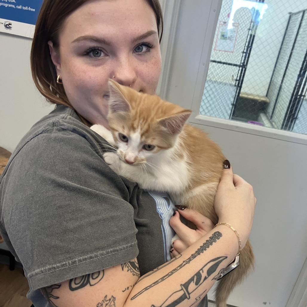 Mason, Adoptable, Kitten Male Domestic Short Hair & Domestic Short Hair.