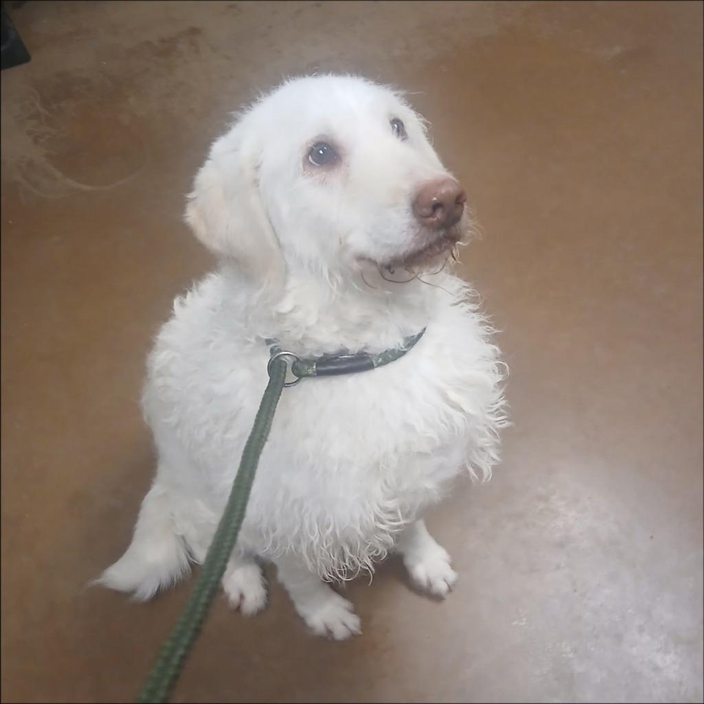 Queenie, Adoptable, Adult Female Poodle & Retriever.