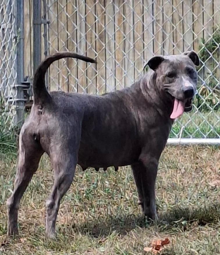 Enlarge Xena, a Adoptable mixed breed in Sulphur, KY image 2/5