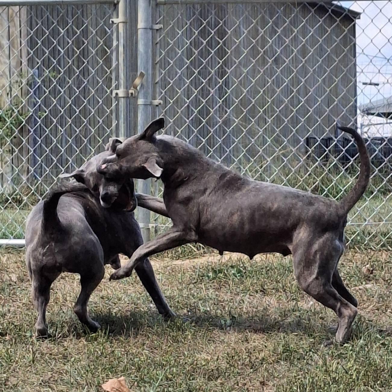 Enlarge Xena, a Adoptable mixed breed in Sulphur, KY image 5/5