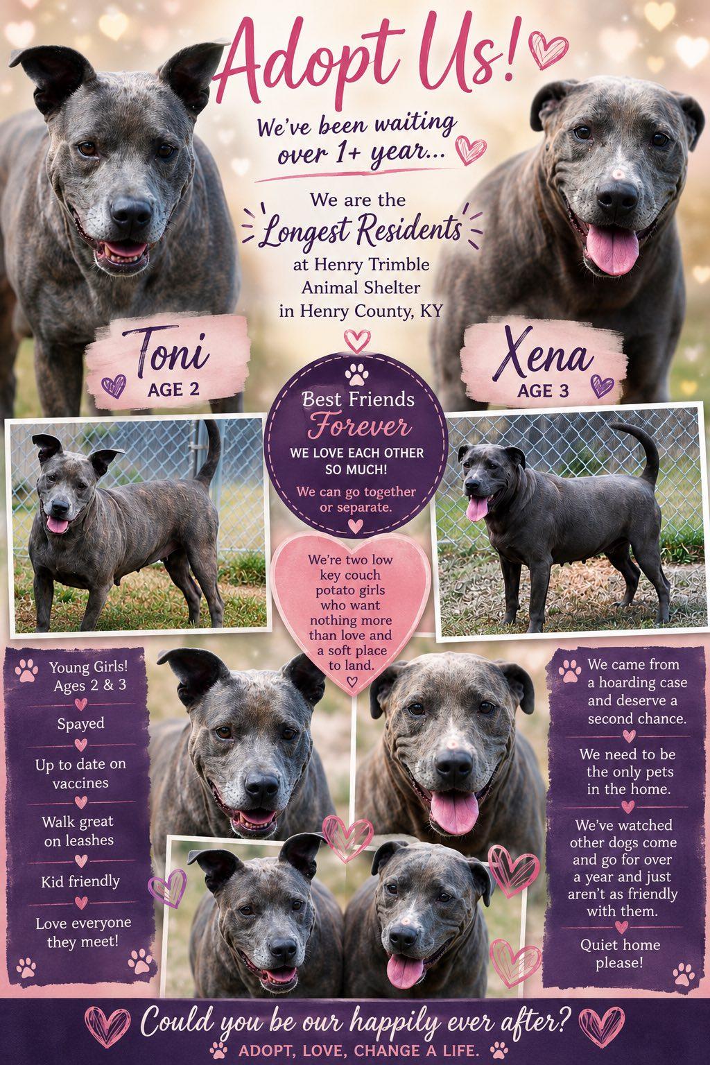 Xena, a Adoptable mixed breed in Sulphur, KY image 2/5