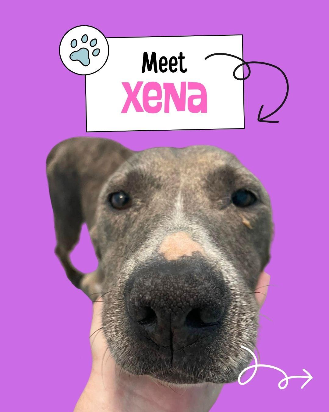 Enlarge Xena, a Adoptable mixed breed in Sulphur, KY image 1/5