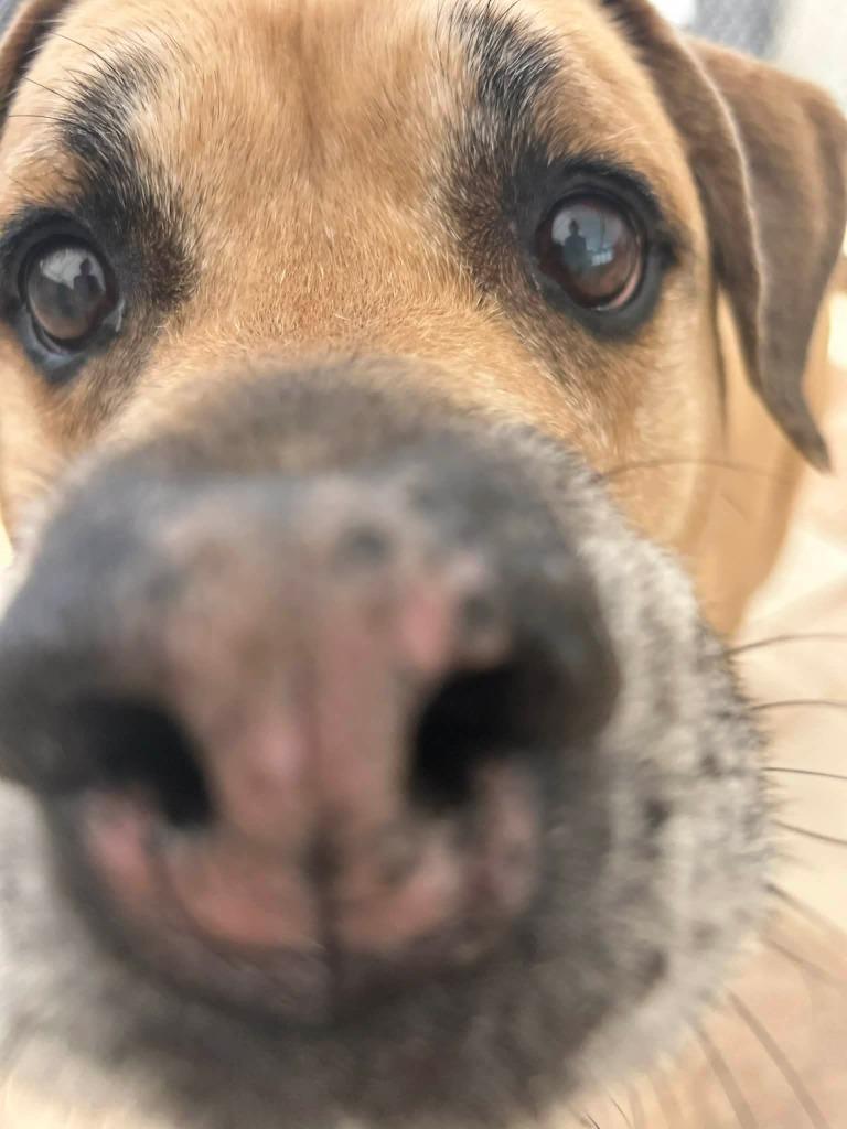 Kratos, a Adoptable mixed breed in Sebastian, FL image 1/6