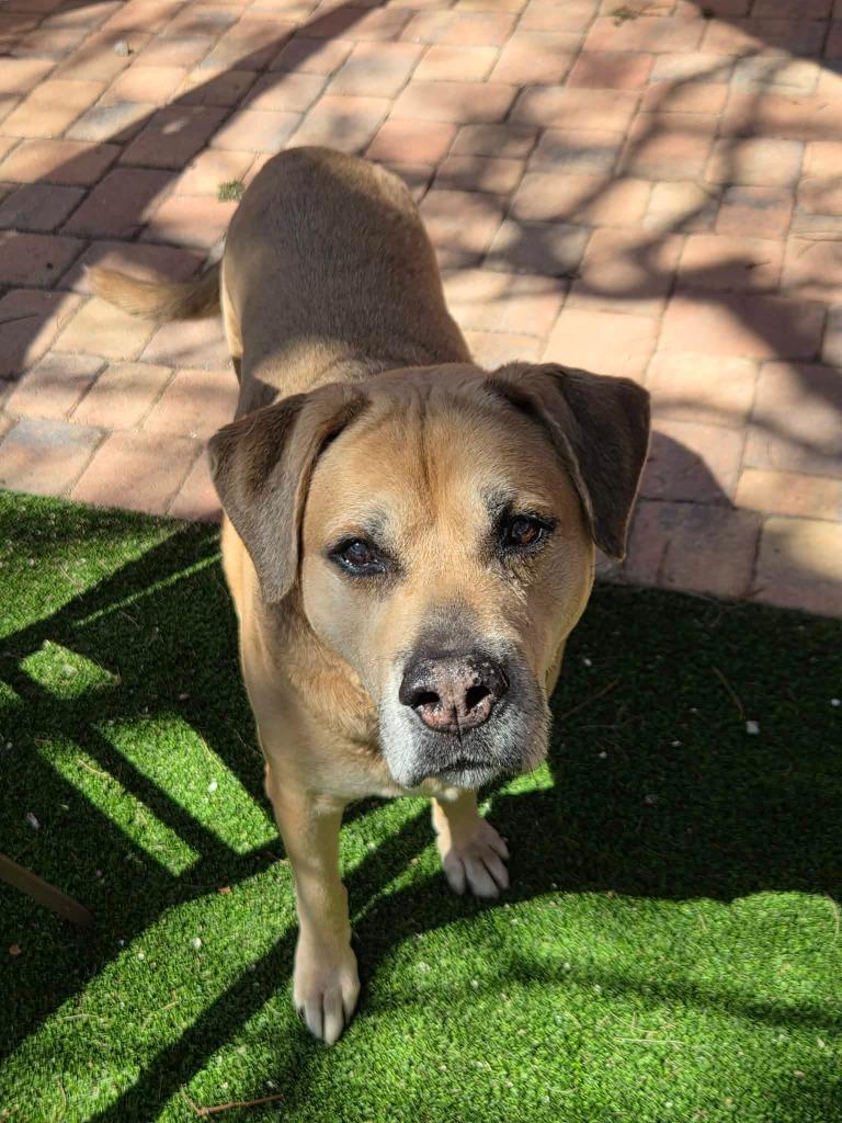 Kratos, a Adoptable mixed breed in Sebastian, FL image 2/6