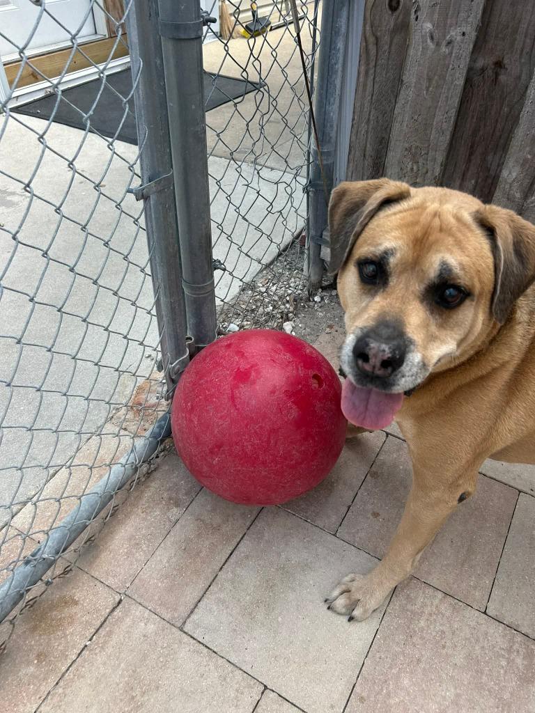 Kratos, a Adoptable mixed breed in Sebastian, FL image 4/6