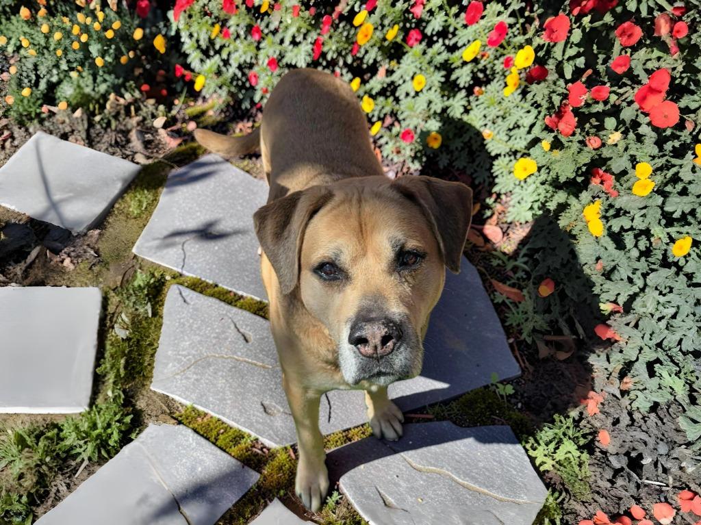 Kratos, a Adoptable mixed breed in Sebastian, FL image 5/6