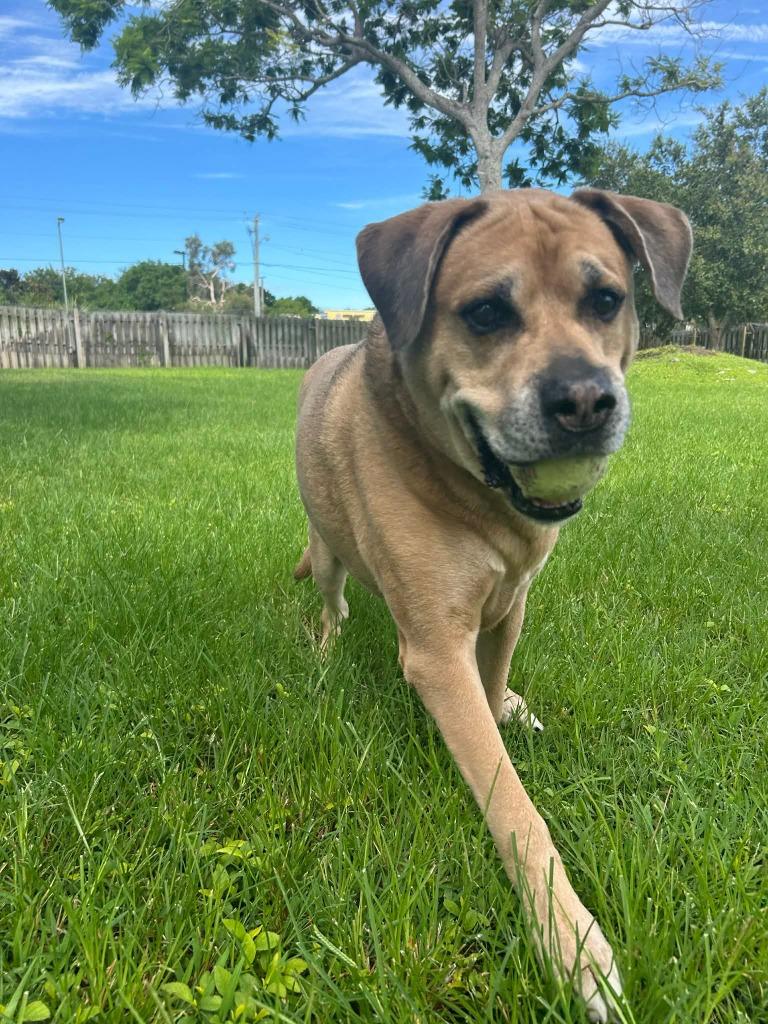 Kratos, a Adoptable mixed breed in Sebastian, FL image 6/6