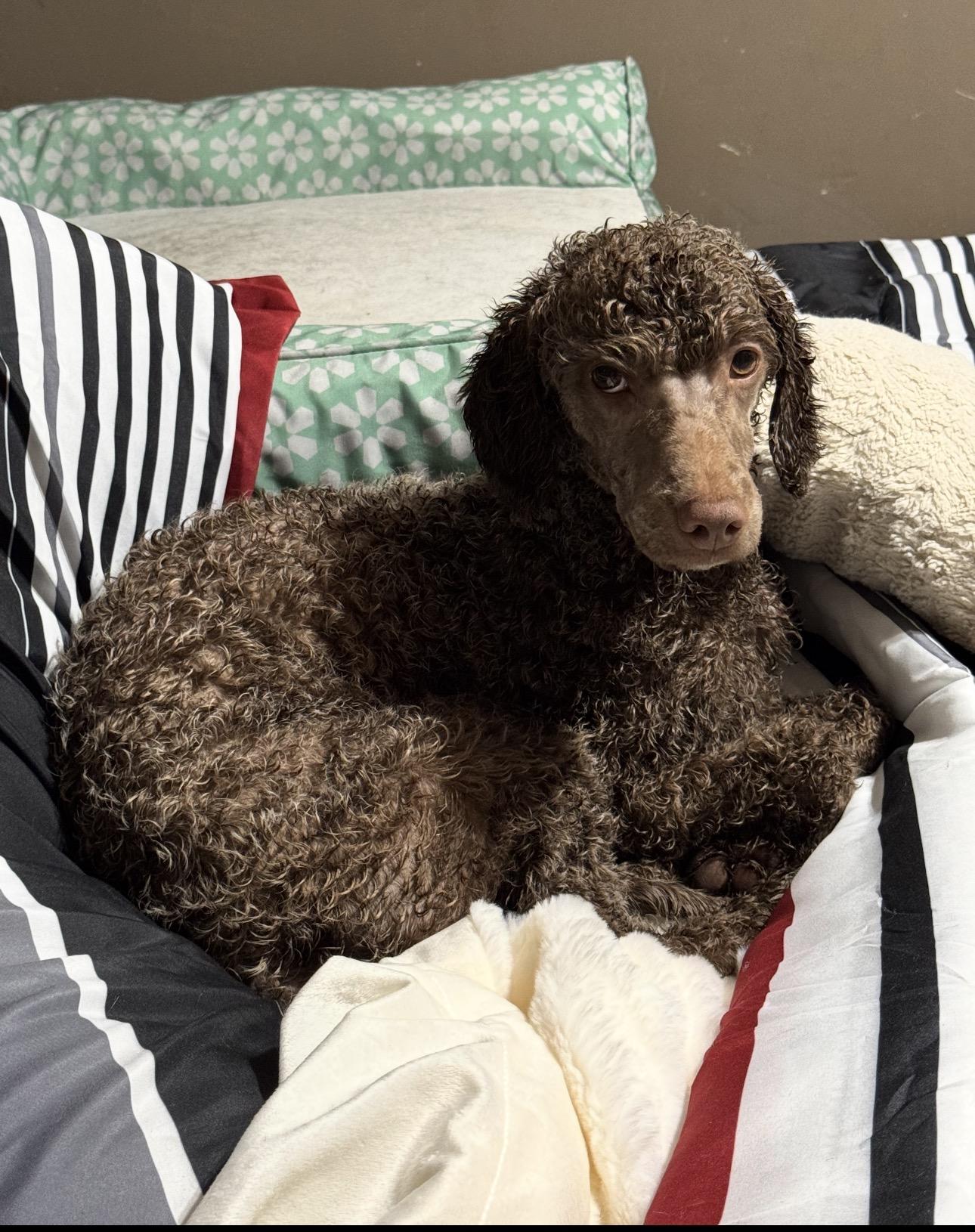 Enlarge Candy , a ADOPTABLE Miniature Poodle in Fredericksburg, VA image 1/5