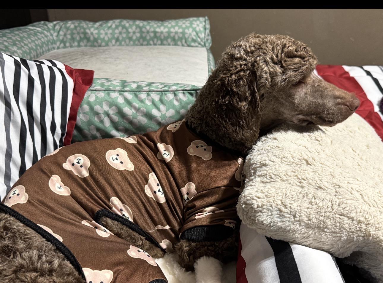 Enlarge Candy , a ADOPTABLE Miniature Poodle in Fredericksburg, VA image 2/5