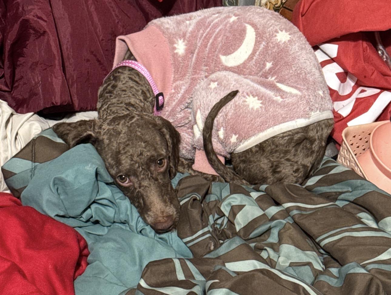 Enlarge Candy , a ADOPTABLE Miniature Poodle in Fredericksburg, VA image 4/5