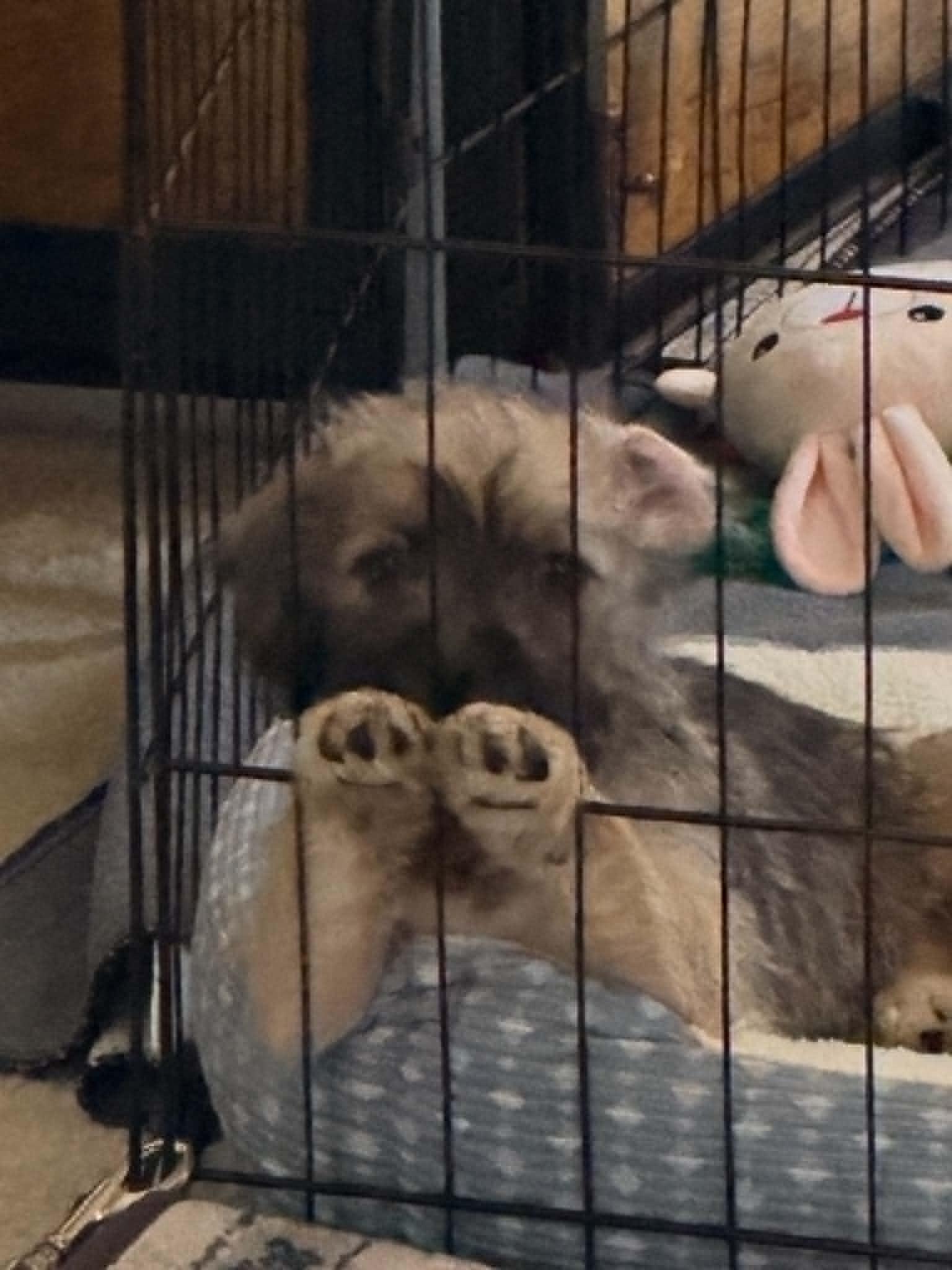George, Adoptable, Puppy Male Chihuahua & Standard Poodle.