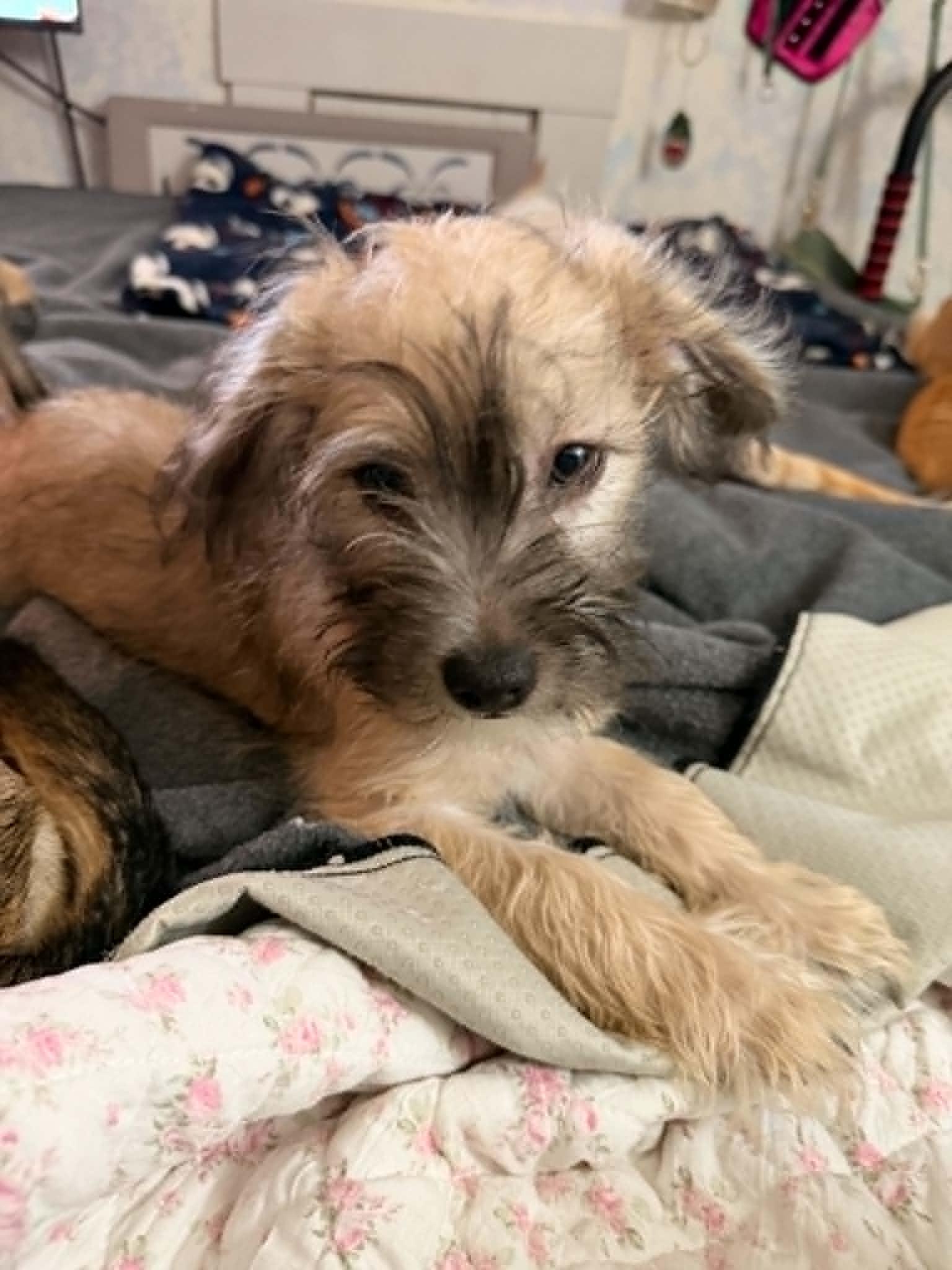 George, a Adoptable mixed breed in Visalia, CA image 2/3