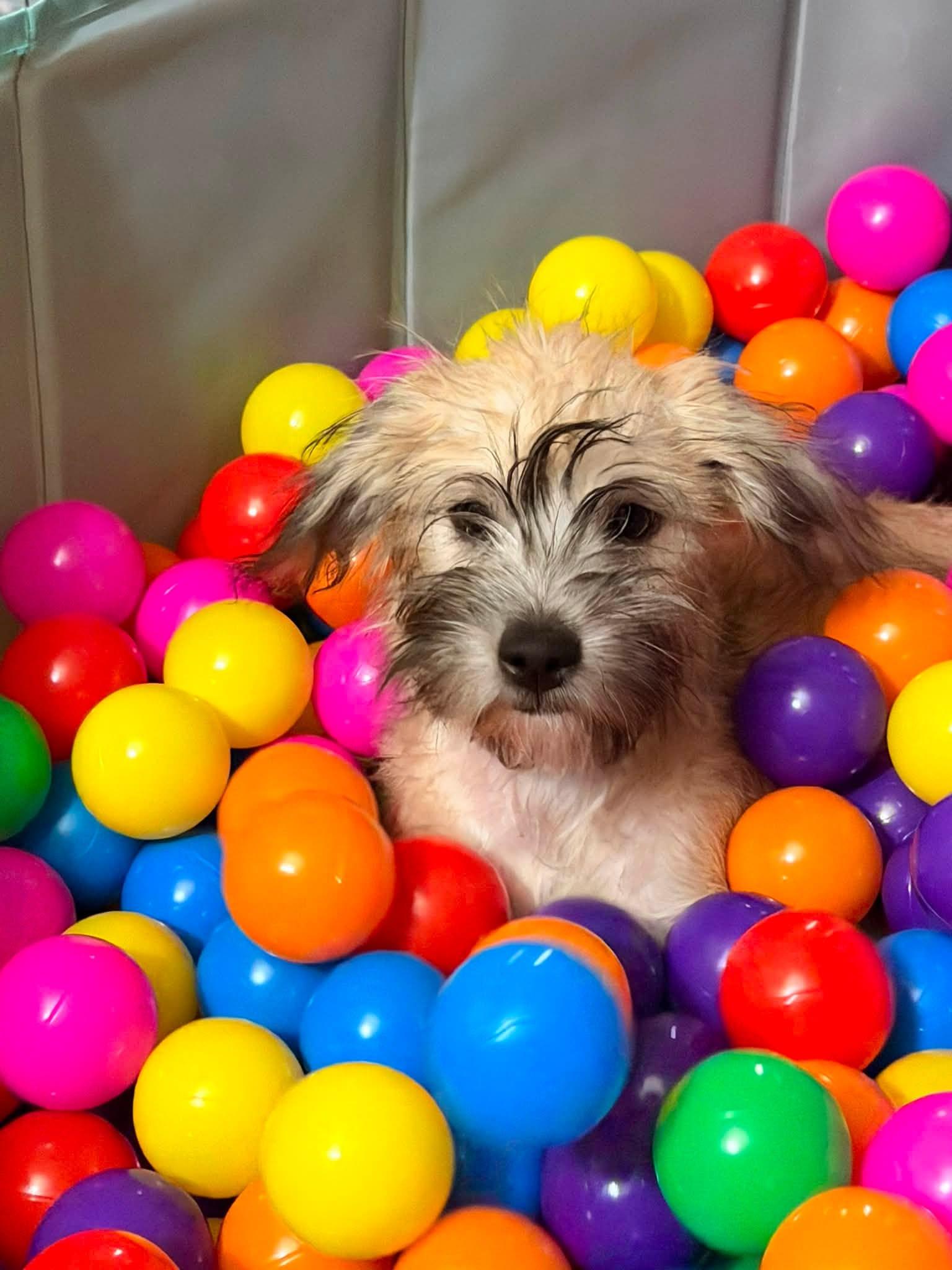 George, a Adoptable mixed breed in Visalia, CA image 3/3