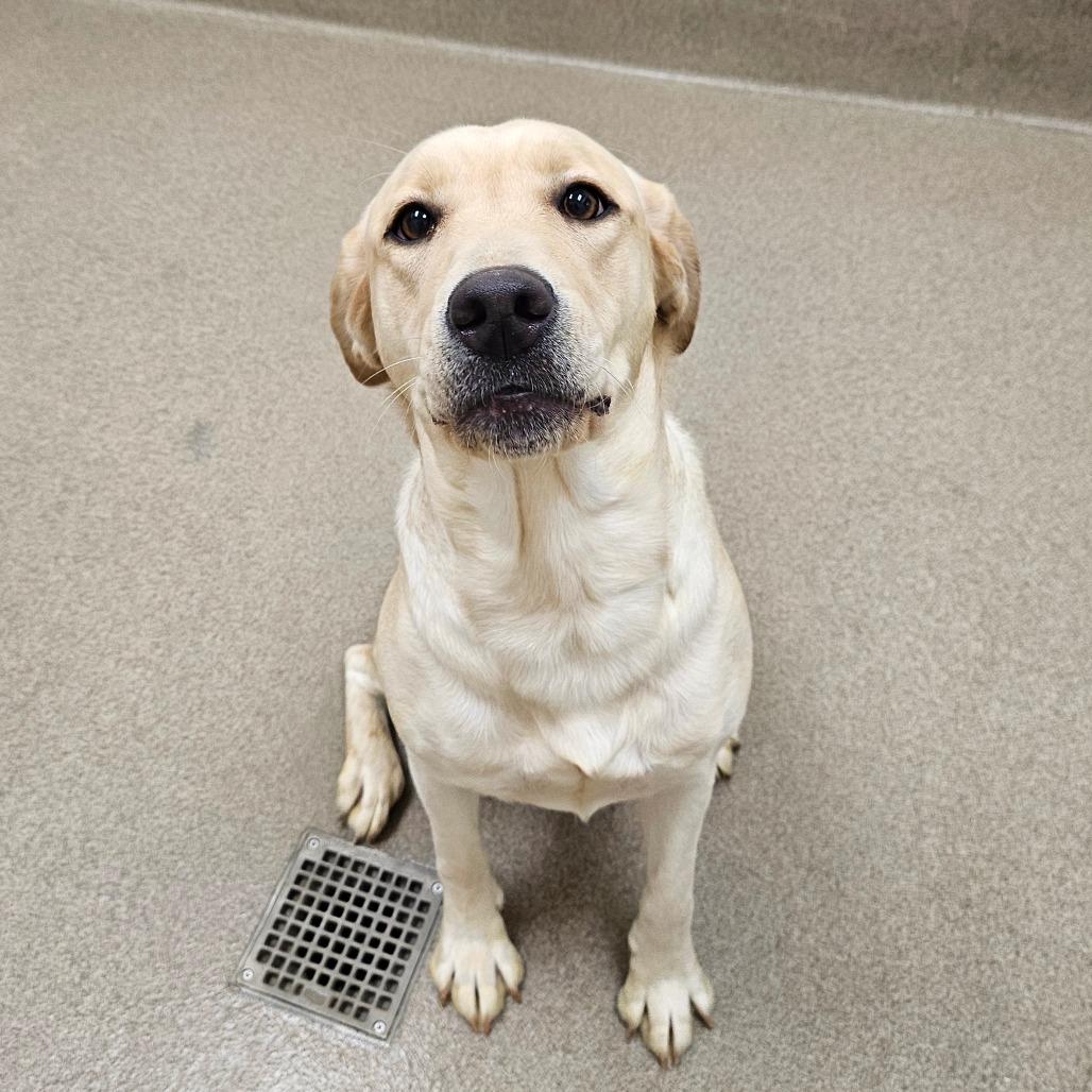 Galentite thumbnail 2