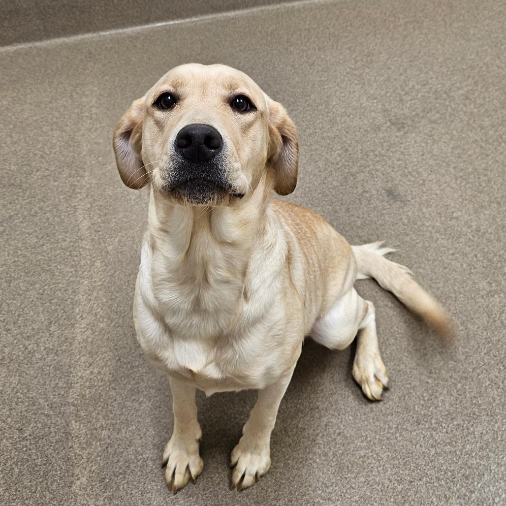 Galentite thumbnail 3