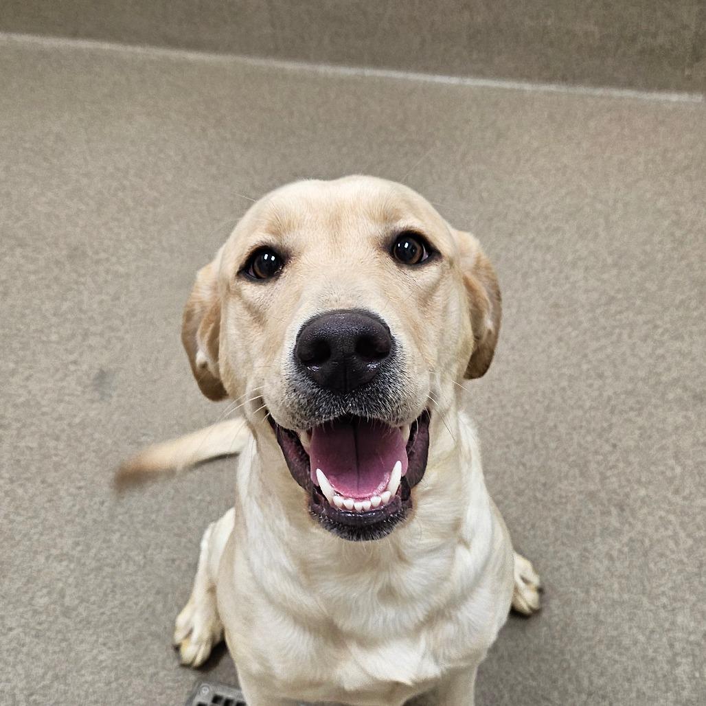 Galentite thumbnail 4