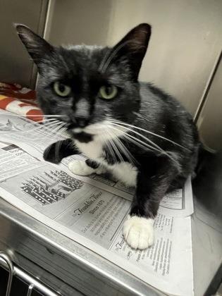 Batman, Adoptable, Adult Male Domestic Short Hair & Domestic Short Hair.