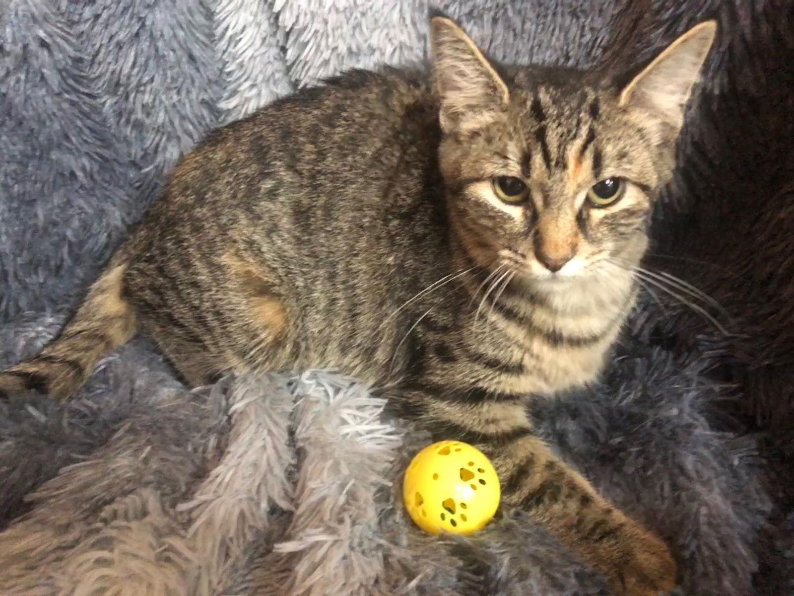 Enlarge Moana, a Adoptable mixed breed in Forest Lake, MN image 1/1