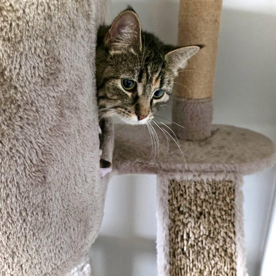 Moana, a Adoptable mixed breed in Forest Lake, MN image 2/3