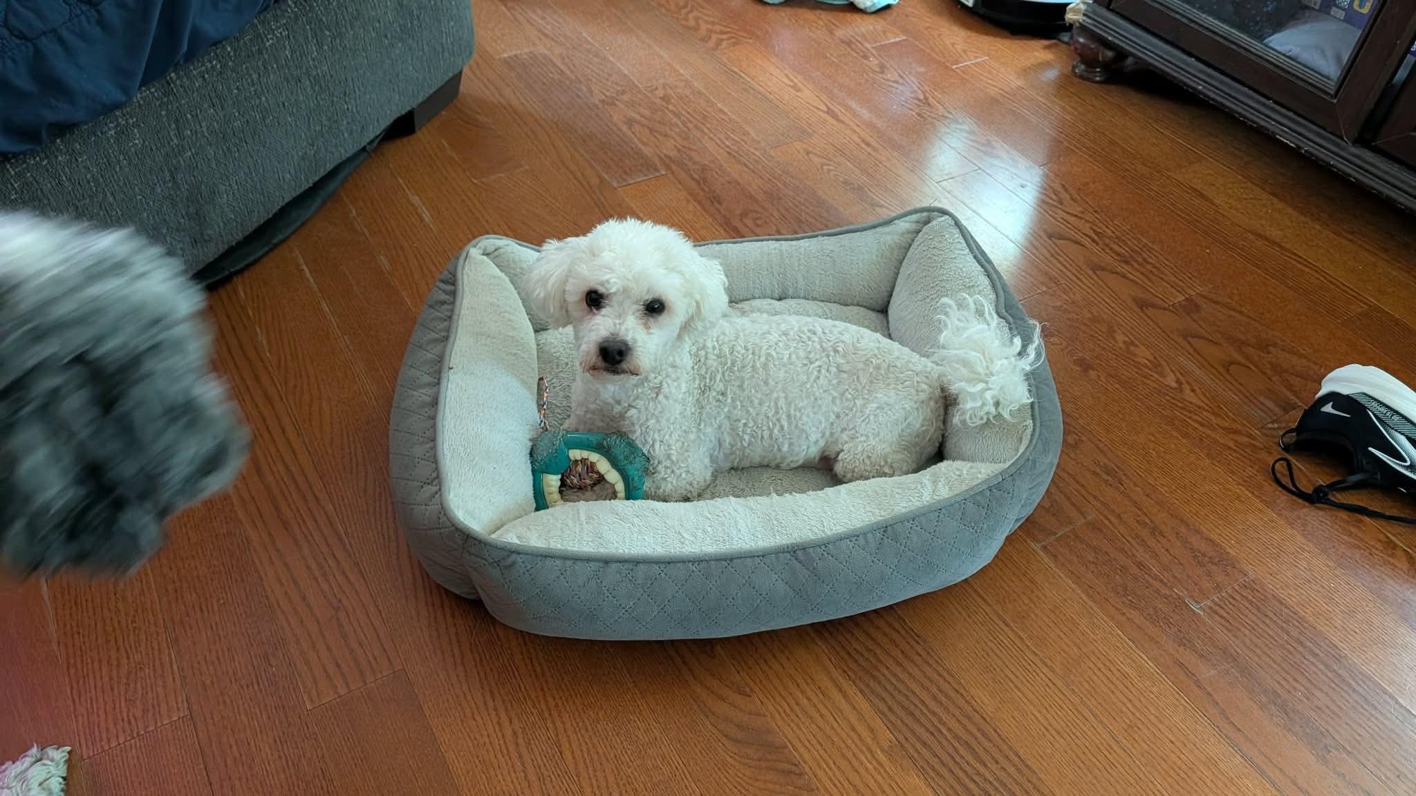 Chico Springfield, a Adoptable Maltipoo in Springfield , IL image 6/6