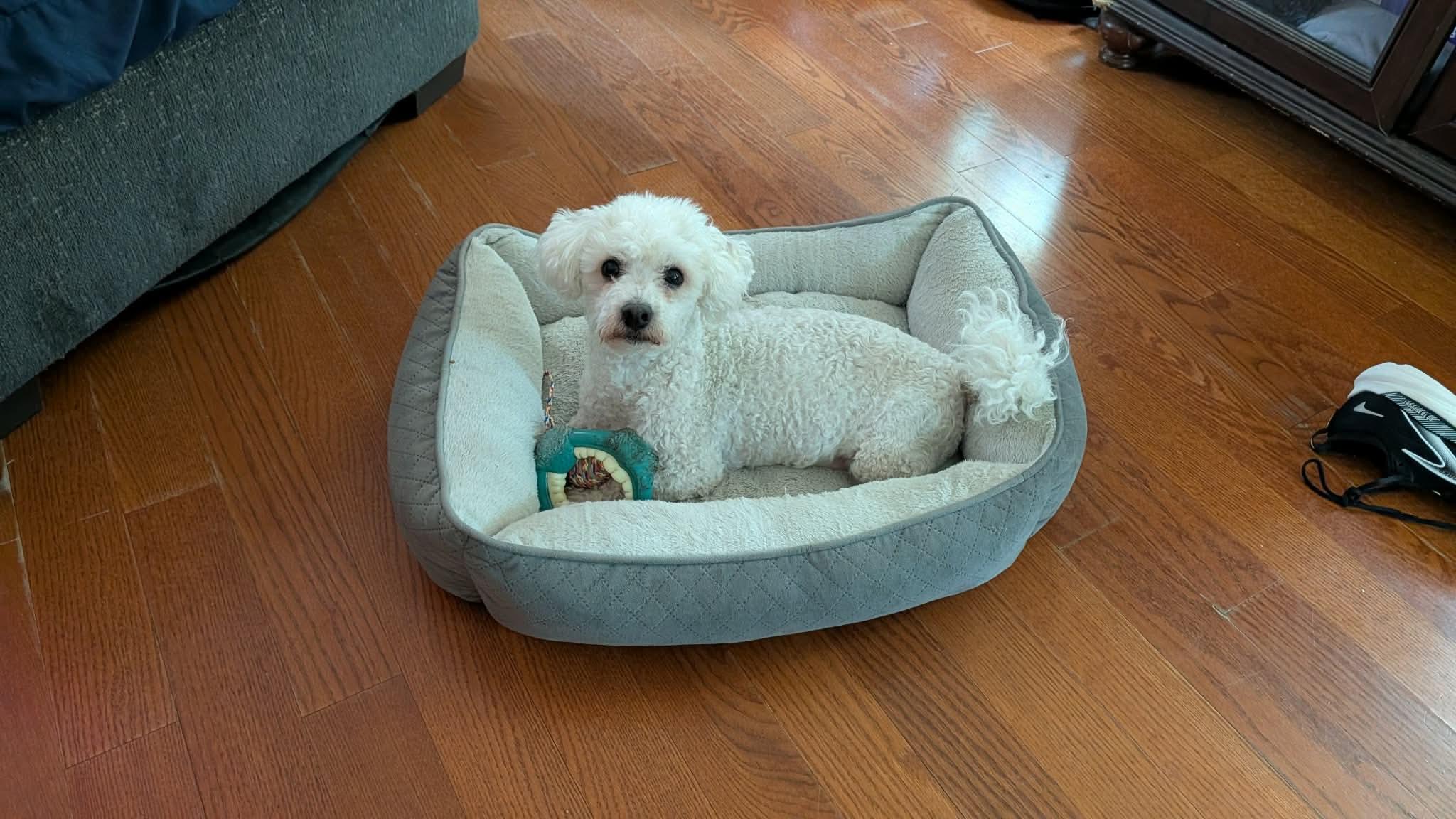 Chico Springfield, a Adoptable Maltipoo in Springfield , IL image 2/6