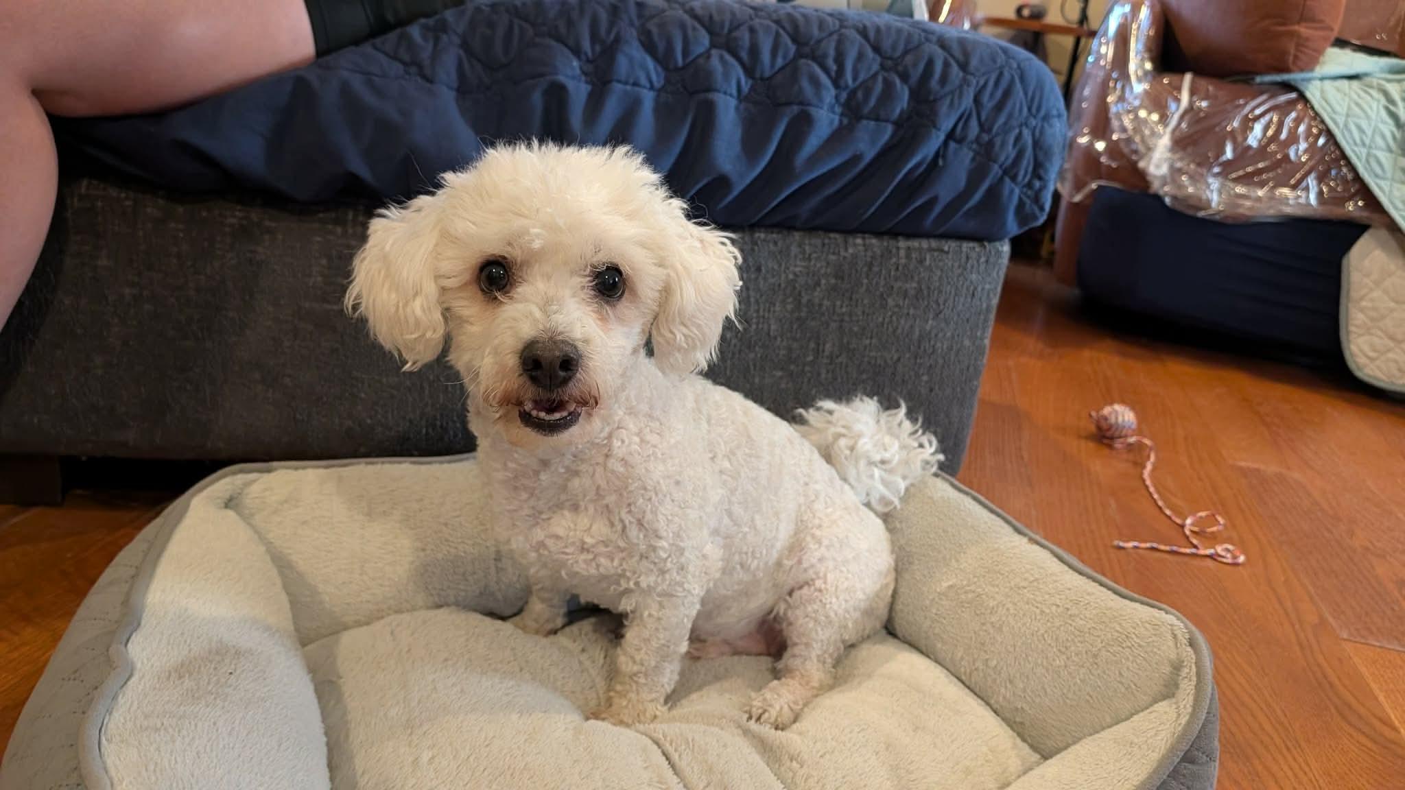 Chico Springfield, a Adoptable Maltipoo in Springfield , IL image 4/6